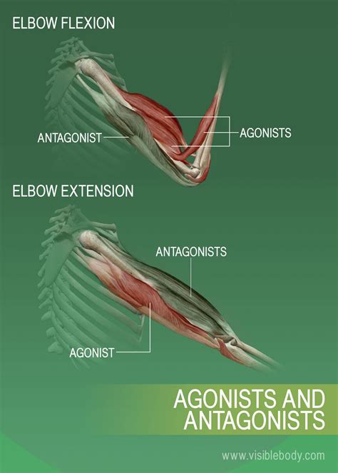 what is abduction anatomy|Muscle Attachments and Actions .